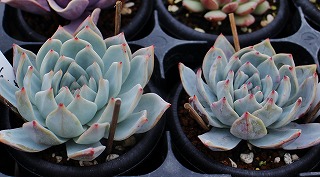 IMG_1662.jpg