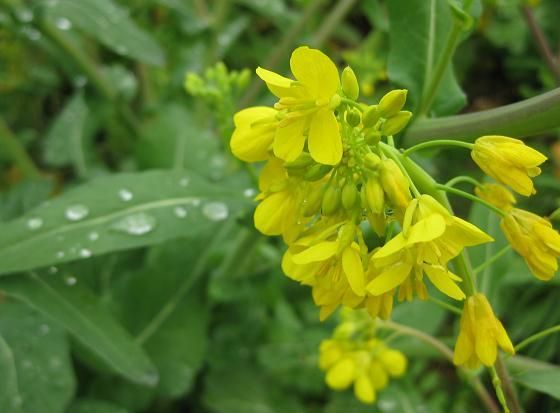 言い得て妙 というものです 門外漢のねごとたわごとひとりごと 楽天ブログ