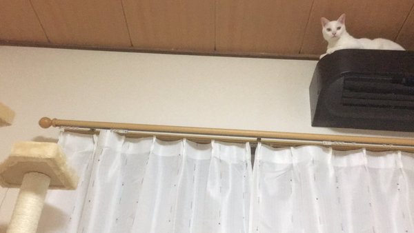 マロちゃんのエアコン座り