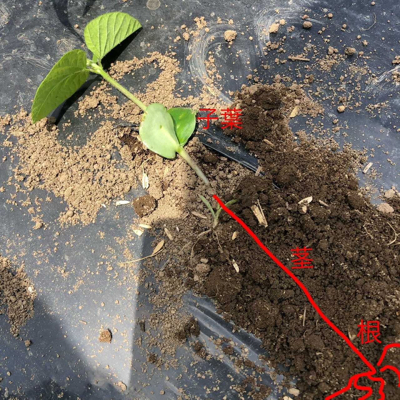 徒長苗にしてしまった枝豆は収穫ができるのか？ | ちょろ松の家庭菜園