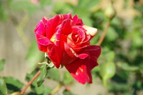 生田緑地ばら苑の秋薔薇