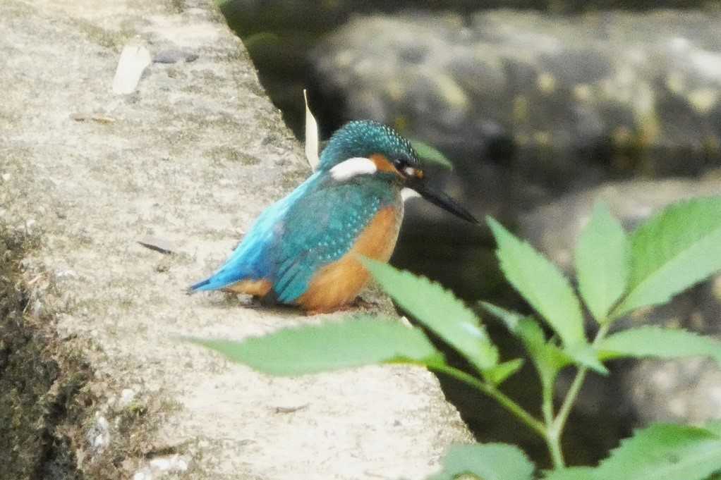 515