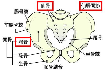 骨盤のねじれ 股関節の硬さ改善 四股の運動 理学療法士maechanのコンディショニングブログ 楽天ブログ