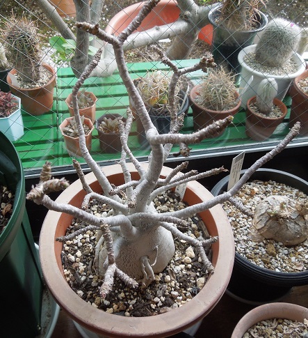 アデニウム4-18ｰ1