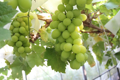 シャインマスカット (4).JPG