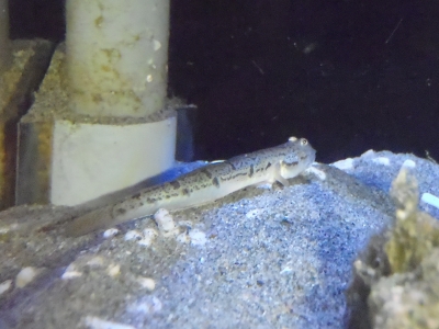 和歌山県立自然博物館2013年9月中旬15　タビラクチ（Apocryptodon punctatus）