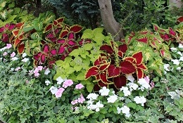 IMG_1634-1.jpg