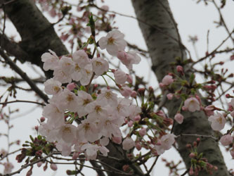 Sakura30