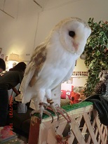 20150731_月島・フクロウのみせ43しろ - コピー.JPG