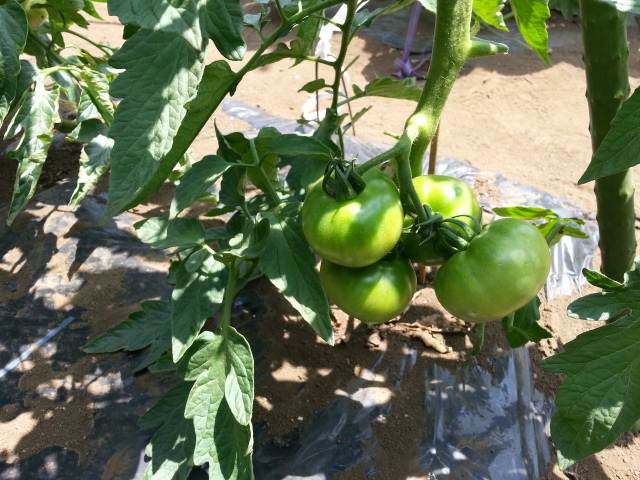 20130602トマト.jpg