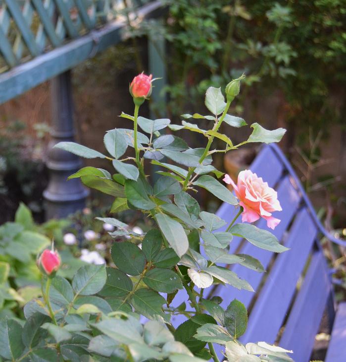 DSC_0532.JPG