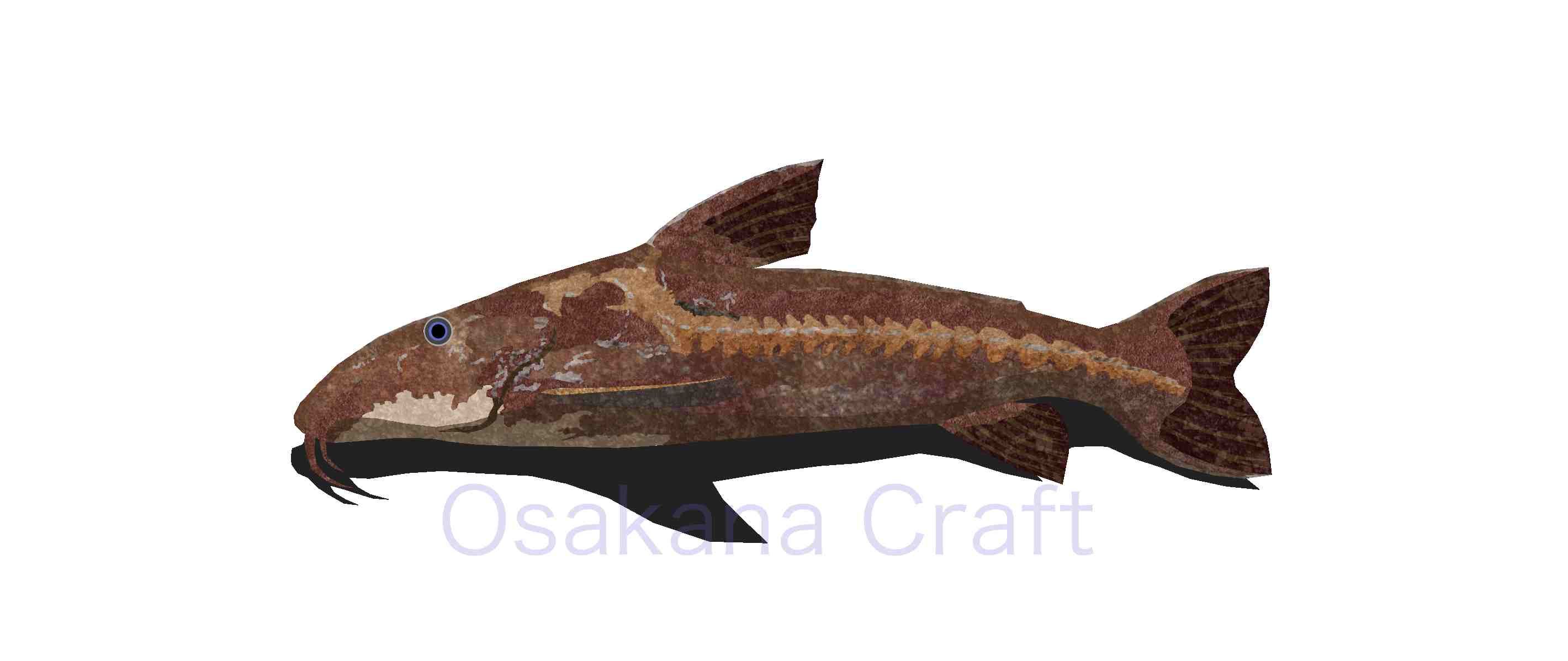 ナマズの仲間 Catfish | Osakana Craft イラスト熱帯魚図鑑