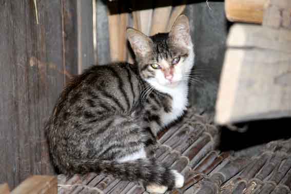 我が家のニャンコ♪2013/9/8-4