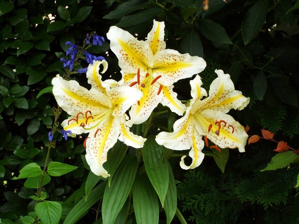 7-16 yamayuri-1-b.jpg