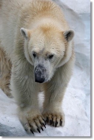 東京旅行-95 ホッキョクグマ-1 13.10.5