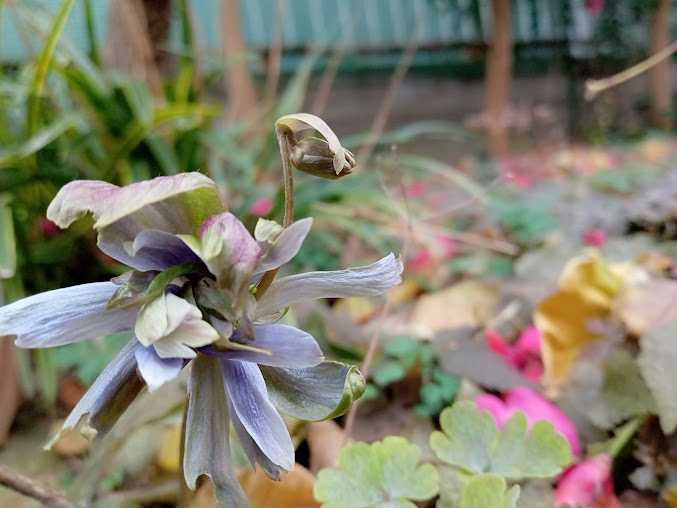 ユキワリイチゲが開花した バラと山野草 楽天ブログ