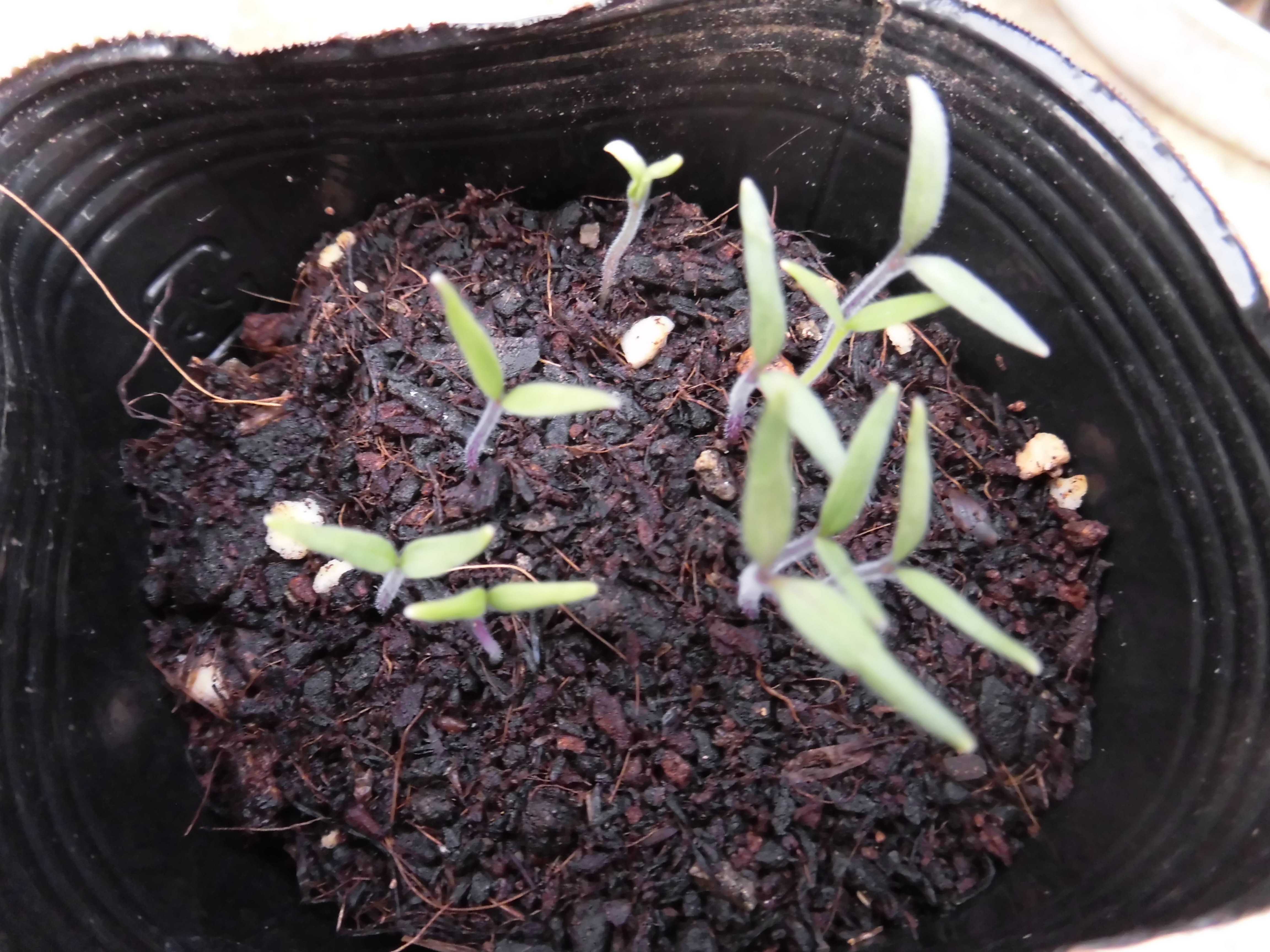 やさいの赤ちゃんたちが 愉人さんの日々是好日 楽天ブログ