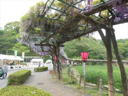 蓮華寺池公園　藤の花