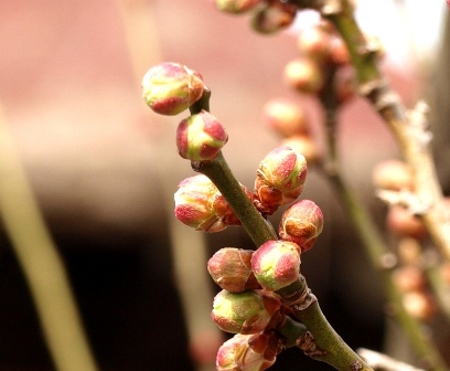 東谷山フルーツの里・梅が少し開花... 