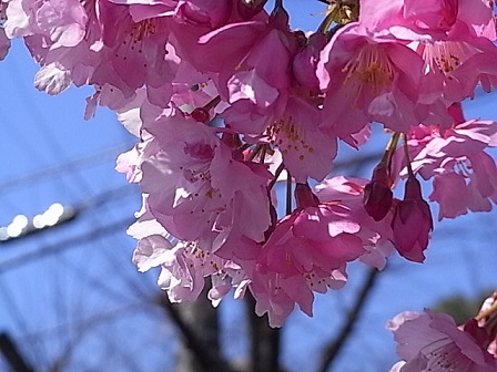 いろがかなり紅く見える　咲きたてほやほや