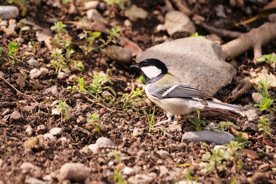 ダーウィンが来たで特集してたシジュウカラ Natural Feeling 楽天ブログ