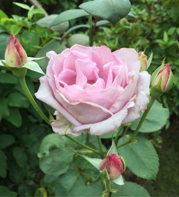 rblog-20160701213715-04.jpg