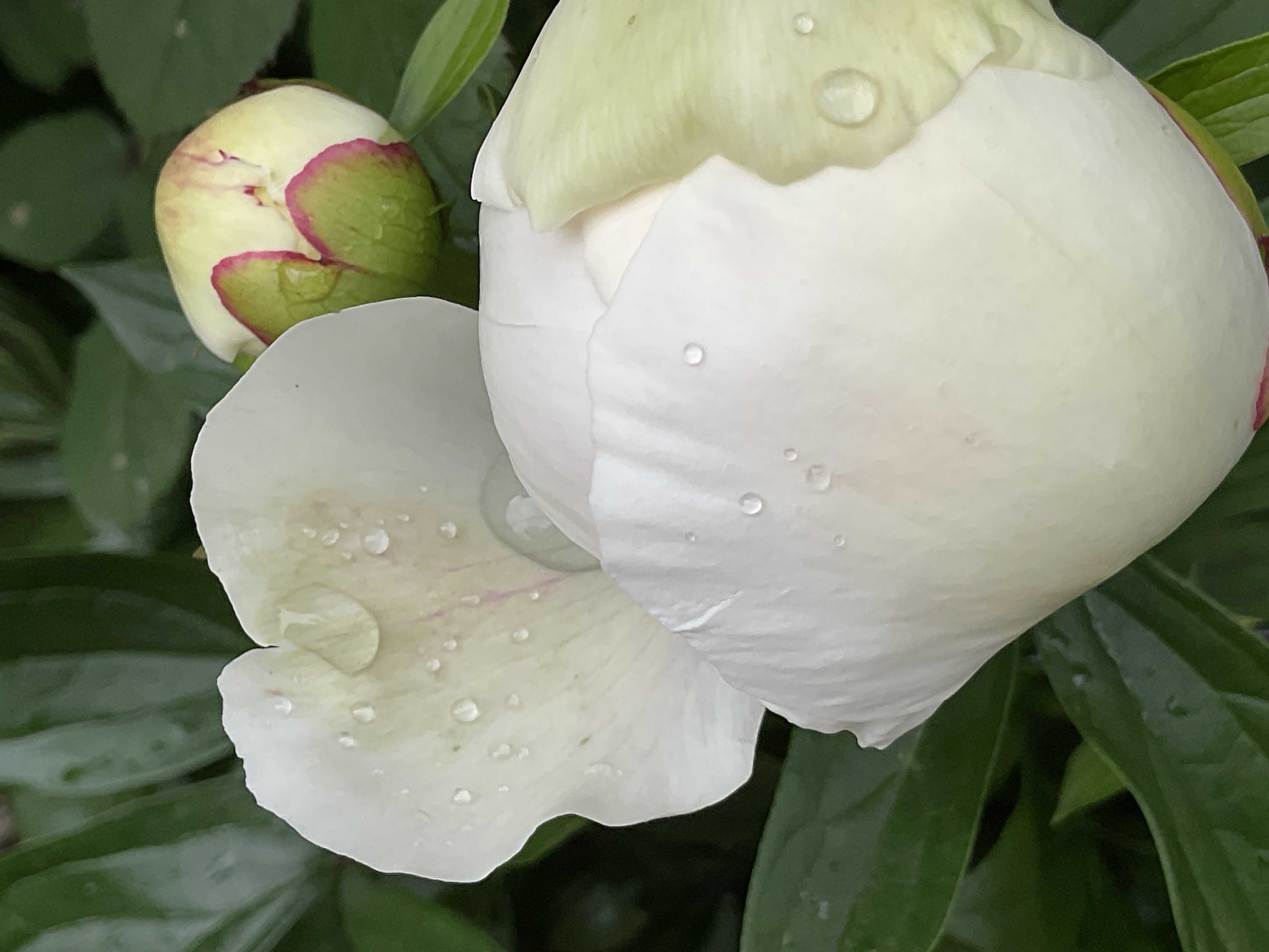 今日の庭の主役は？バラ❋シャクヤク❋クレマチス | 花カホル - 楽天ブログ