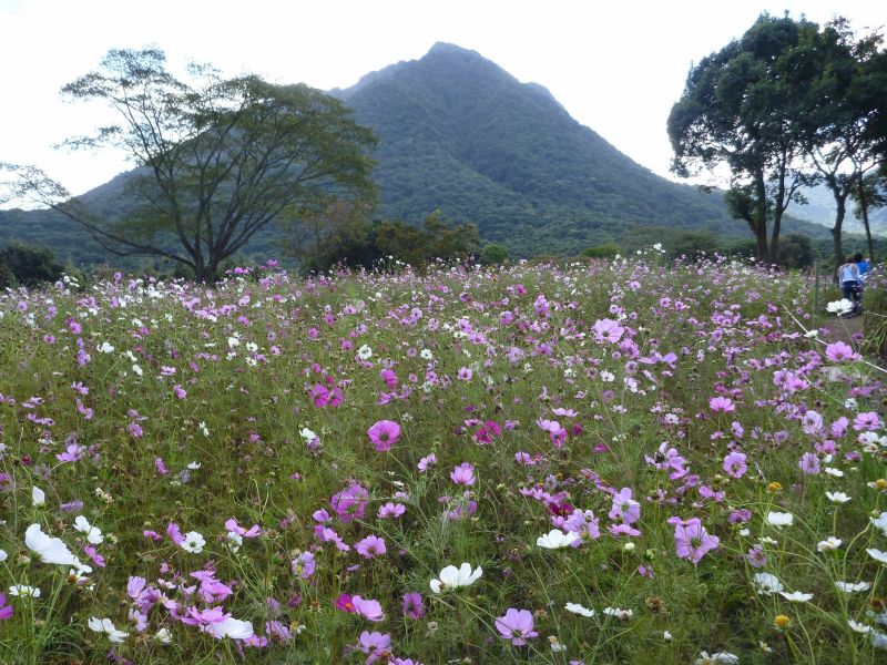 眉山と秋桜