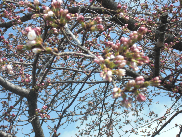 20150409-1.JPG