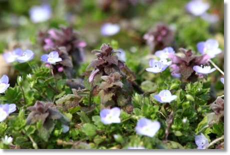 大乗寺丘陵公園-4 ヒメオドリコソウとオオイヌノフグリ 14.3.17