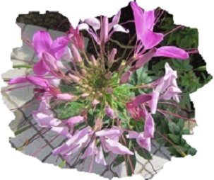 花１１クレオメ.jpg