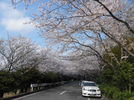 佐鳴湖の桜