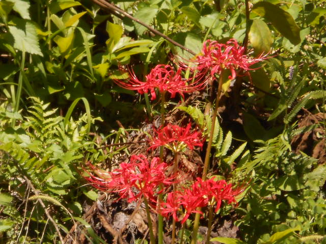 DSCN0540.JPG