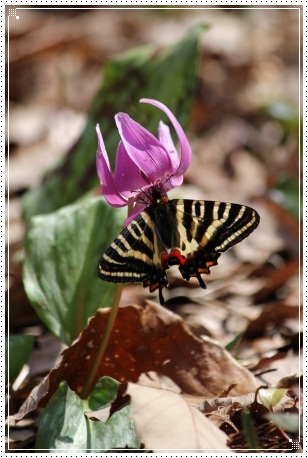 平栗-13 カタクリとギフチョウ-1 13.4.13