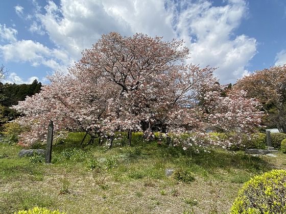 狩宿の下馬桜 と ちょろっと立寄り散歩 しら S Cafe 楽天ブログ