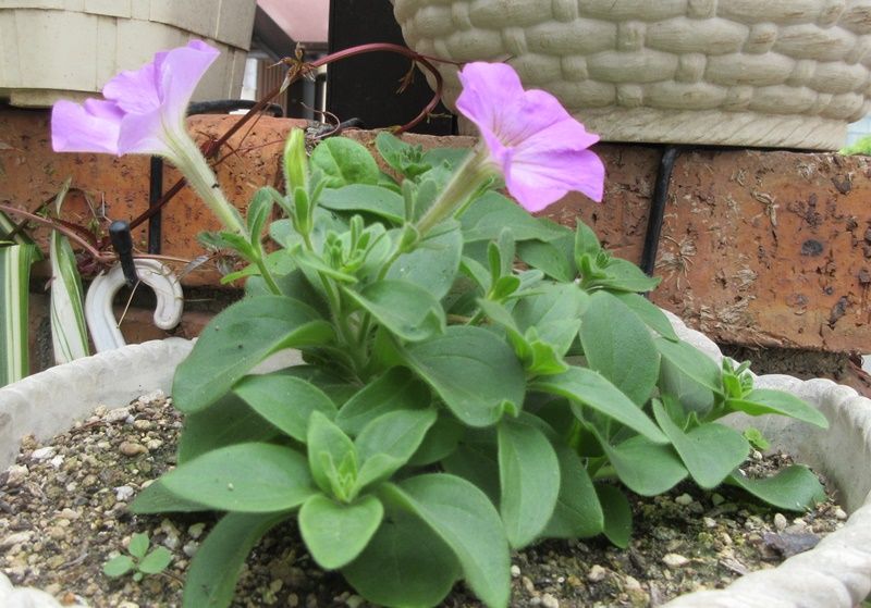 ペチュニアは花が大量に咲くので液体肥料を 狭い庭を花いっぱいにする育て方 楽天ブログ