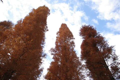 井の頭恩賜公園の紅葉