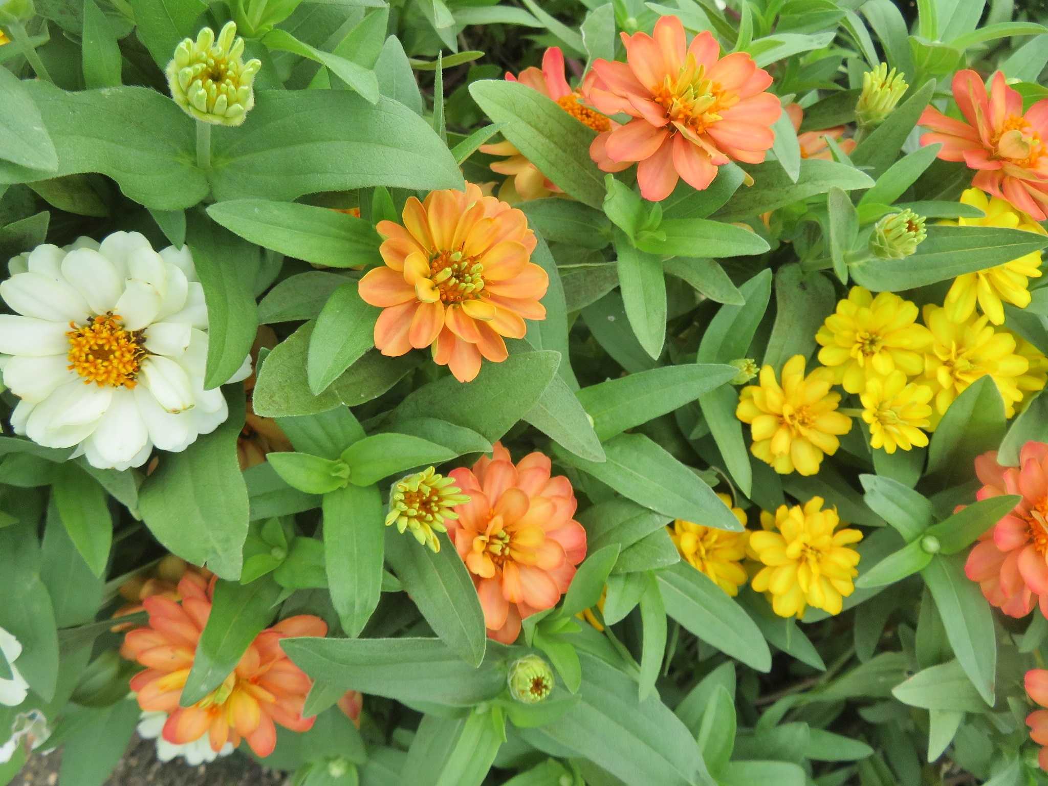 訪問リハビリ 花は続々 ジニア だい のひとりごと 楽天ブログ