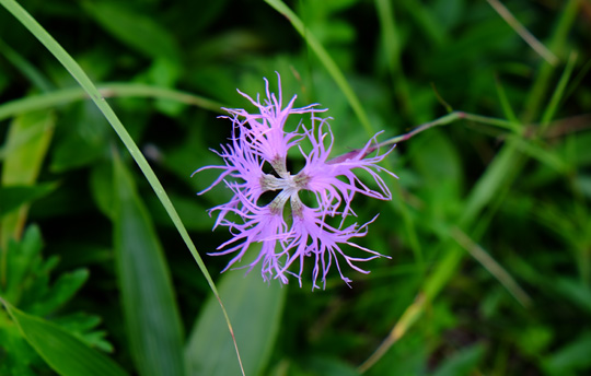 2015 08 10エゾカワラナデシコ277.jpg