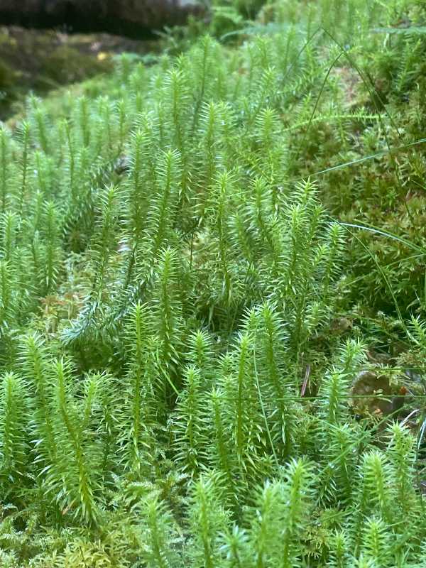 かめさまページ 天然苔八ヶ岳産～ヒカリゴケ～ かめさまページ 天然苔八ヶ岳産～ヒカリゴケ～ かめさまページ