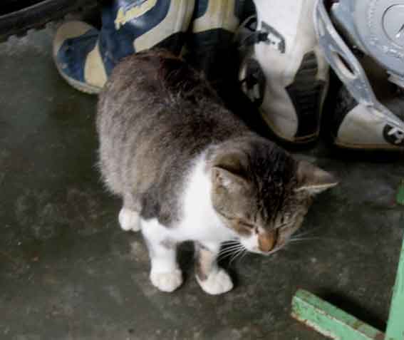 我が家のニャンコ♪2013/10/25-3