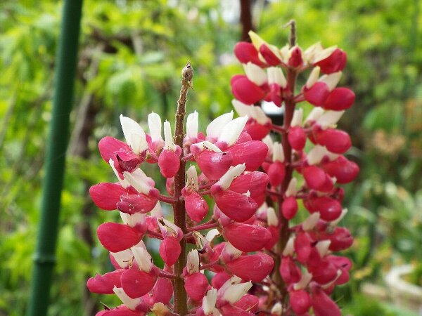 4-29 lupinasu-1-b.jpg