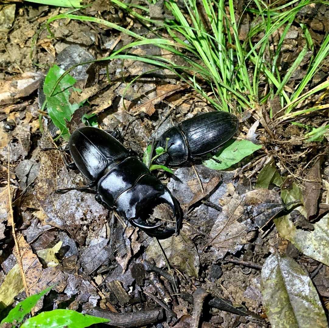 昆虫採集 昆虫記 楽天ブログ