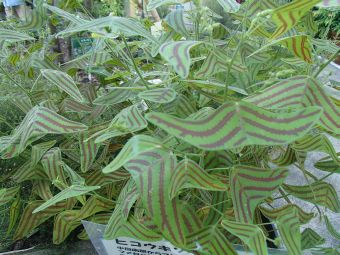 10.14 hikoukikusa.jpg