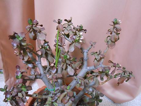 DSCN1755.jpg
