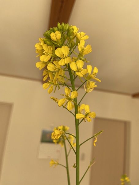菜の花では無く セイヨウカラシナ 園芸家の一年 あべいち徒然日記 楽天ブログ