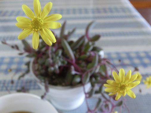 コーヒーカップの多肉の花