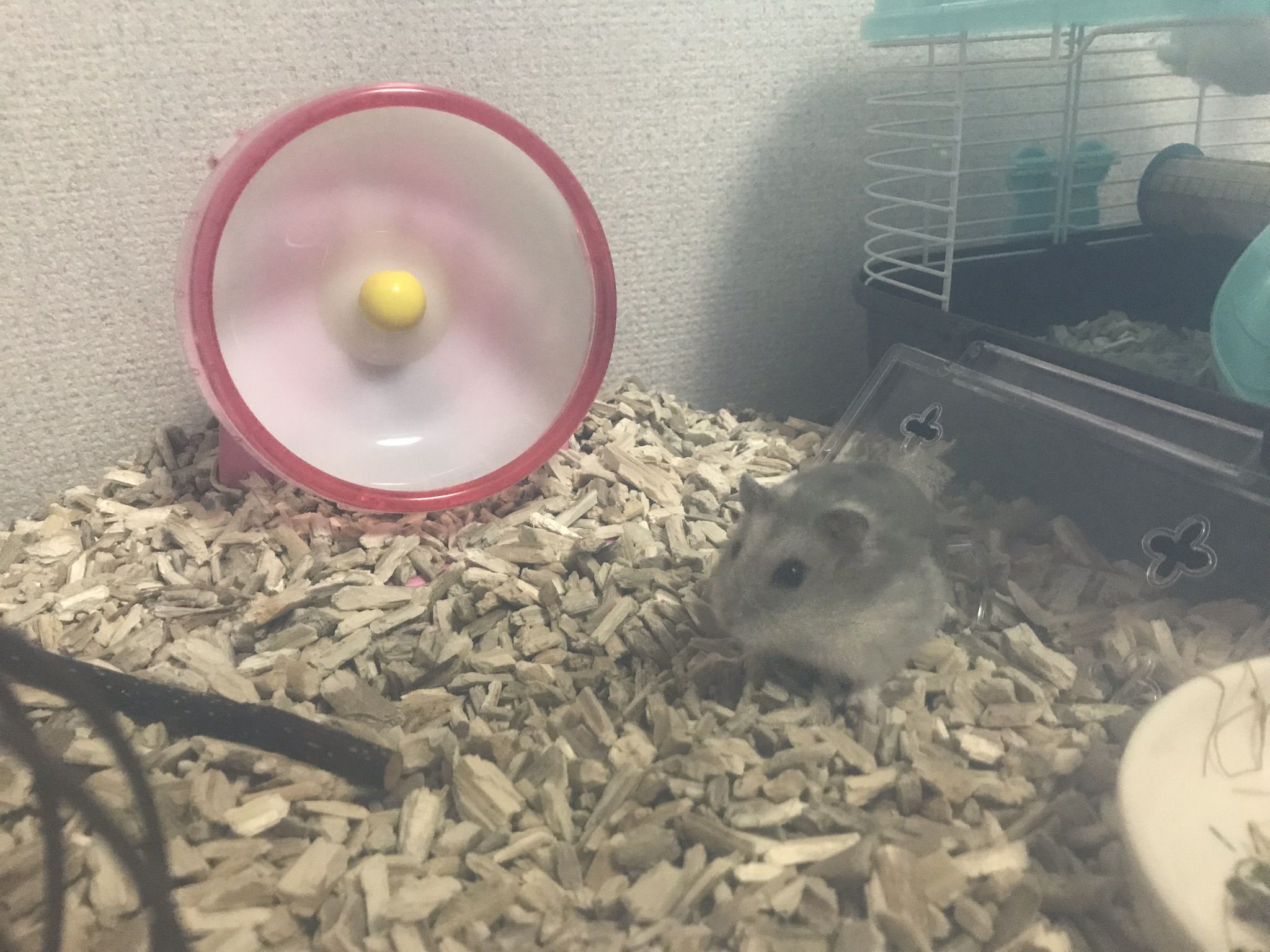 初心者 ジャンガリアンハムスター 飼育 Maria S Home 楽天ブログ