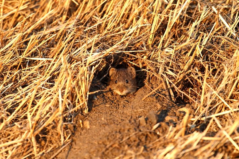 ネズミはなぜ嫌われる 敢えてちょっぴりだけ擁護するけど 人類の福祉に大きく役に立っている側面も 政治 現代史 進化生物学 人類学 考古学 旅行 映画 メディアなどのブログ 楽天ブログ