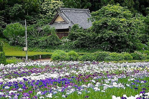 10.廃寺と花ショウブ